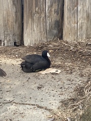 Fulica americana