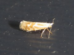 Argyresthia canadensis