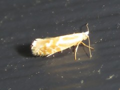 Argyresthia canadensis