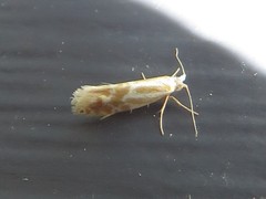Argyresthia canadensis