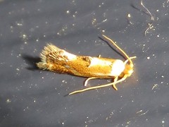 Philonome clemensella