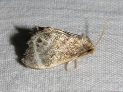 Packardia elegans