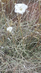 Acleisanthes