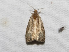 Olethreutes quadrifidum