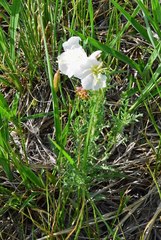 Oenothera coronopifolia
