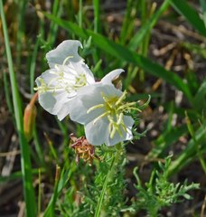 Oenothera coronopifolia