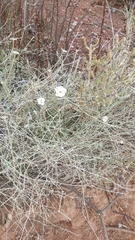 Acleisanthes