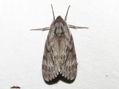 Lapara bombycoides