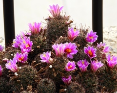 Mammillaria mazatlanensis