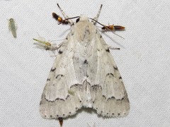 Acronicta innotata