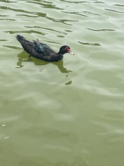 Cairina moschata domestica