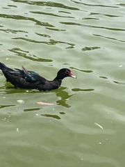 Cairina moschata domestica