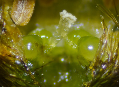 Plagiobothrys tenellus