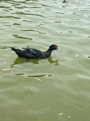 Cairina moschata domestica