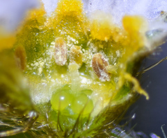 Plagiobothrys tenellus