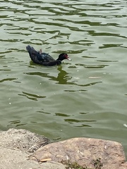 Cairina moschata domestica