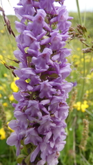 Gymnadenia densiflora