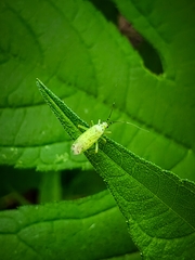Ilnacora stalii