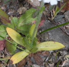 Plagiobothrys tenellus