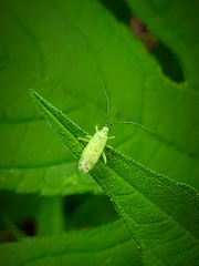 Ilnacora stalii