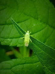 Ilnacora stalii
