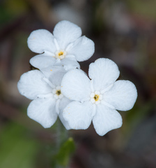 Plagiobothrys tenellus