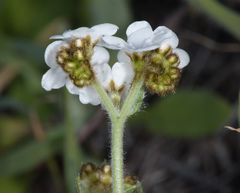 Plagiobothrys tenellus