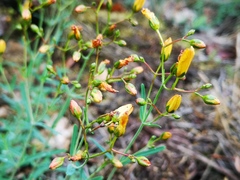 Hypericum linariifolium