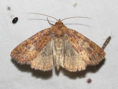 Perigea xanthioides