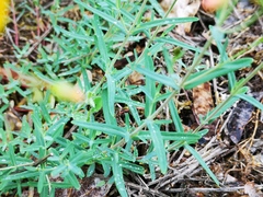 Hypericum linariifolium