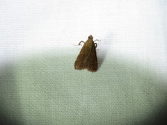 Arta epicoenalis