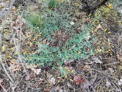 Hypericum linariifolium