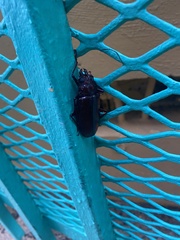 Stenodontes exsertus