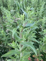 Epilobium hirsutum