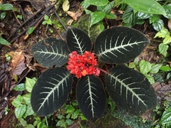 Corytoplectus cutucuensis