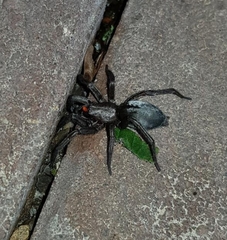 Scotophaeus scutulatus