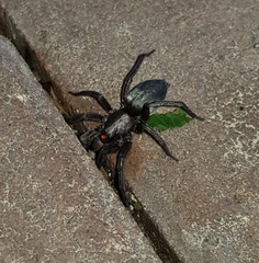 Scotophaeus scutulatus