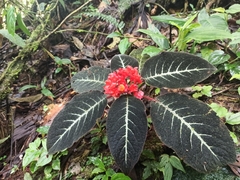 Corytoplectus cutucuensis