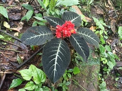 Corytoplectus cutucuensis