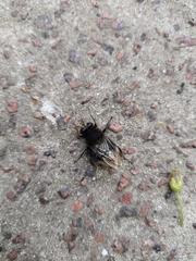 Criorhina ranunculi