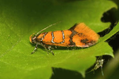 Promalactis procerella