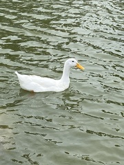 Anas platyrhynchos domesticus