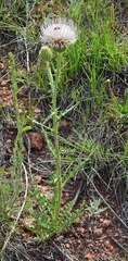 Cirsium canescens