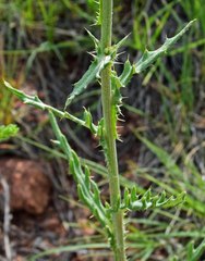 Cirsium canescens