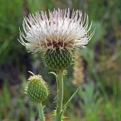 Cirsium canescens