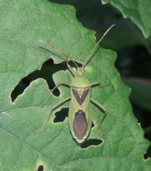 Discogastrini