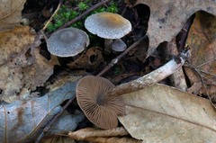 Cortinarius hemitrichus