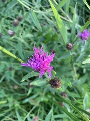 Centaurea
