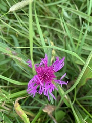 Centaurea