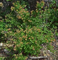 Physocarpus monogynus